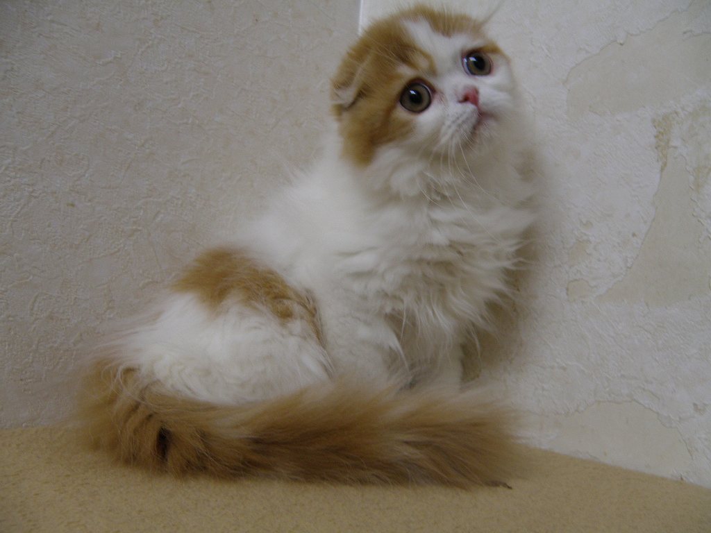 ５月１日、飼い主様募集ショータイプの折れ耳の子猫ちゃんやって来ました！（スコティッシュフォールド）(^^)/