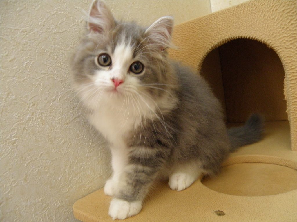 ６月５日、お待たせしました！飼い主様募集の子猫ちゃん（足長マンチカン）やってきました！(^^)/