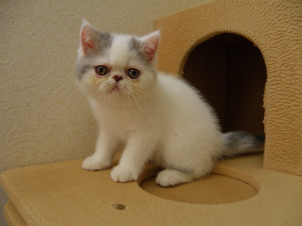 ６月５日、お待たせしました！飼い主様募集のエキゾチックショートヘアの子猫ちゃんやってきました！(^^)/