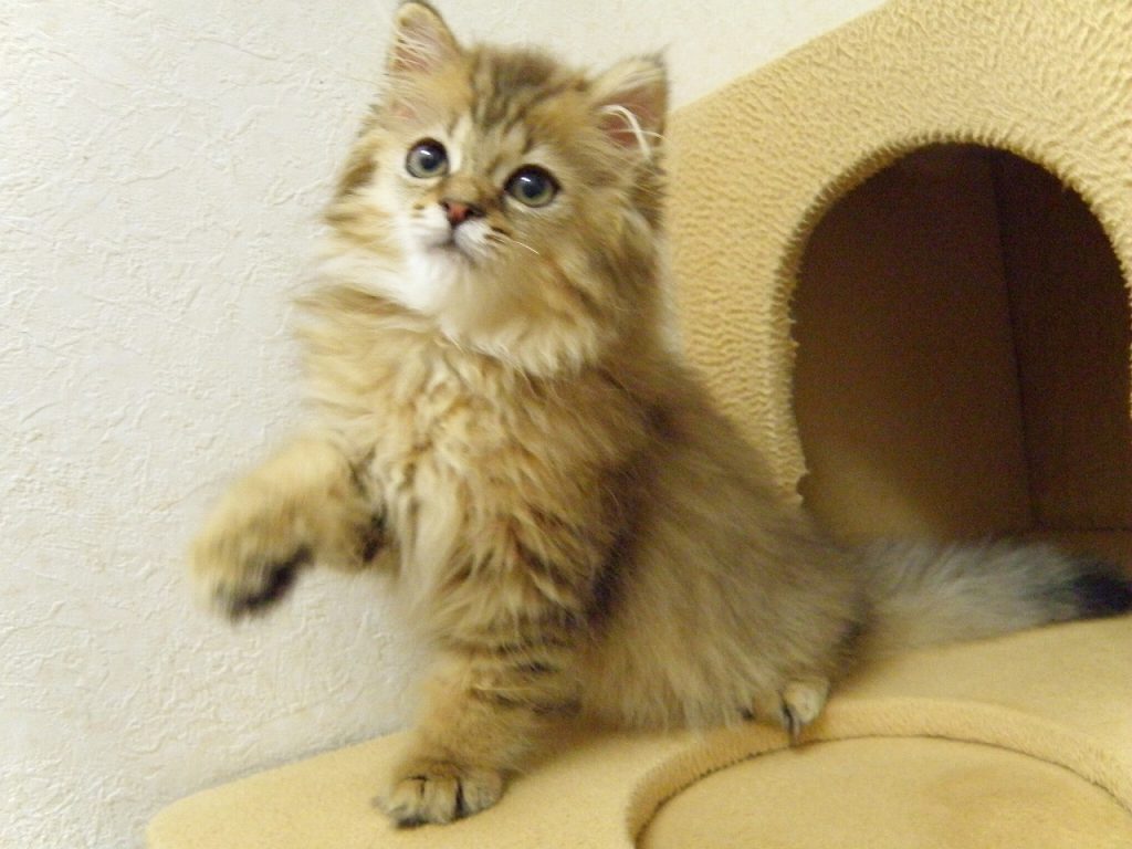 ７月１１日、飼い主様募集の足長マンチカン、茶々丸くんの子猫詳細(^-^)