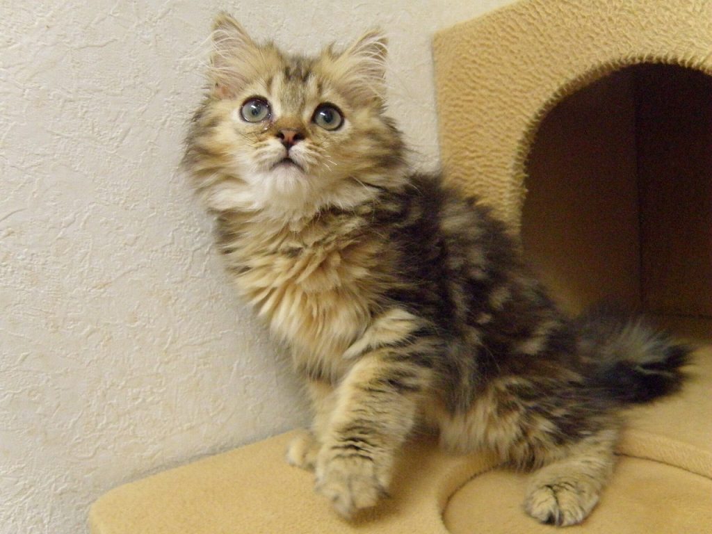 7月１１日、飼い主様募集の足長マンチカン、ねずこちゃんの子猫詳細(^-^)