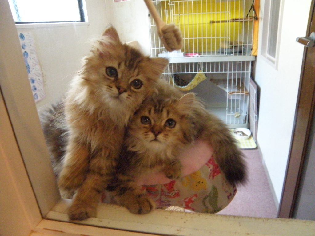 ８月１２日、飼い主様募集中の子猫たちお値段を変更いたしました！(^^)/