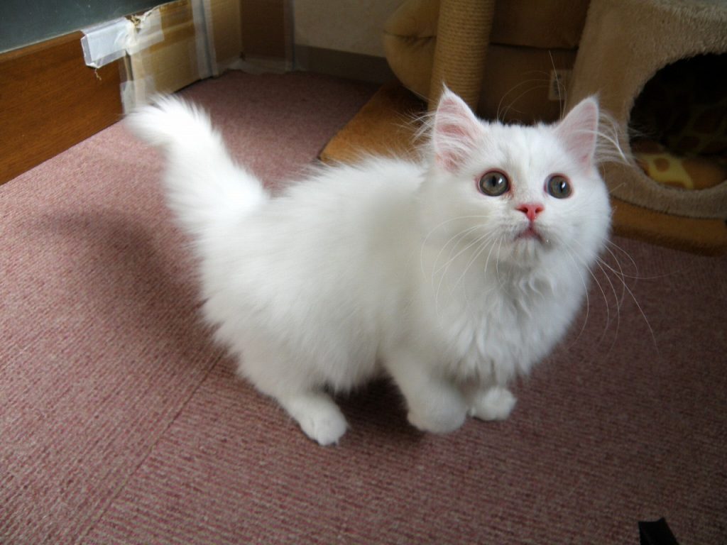 １０月２７日、飼い主様募集のマンチカンの子猫の女の子がやって来ました！(^^)/