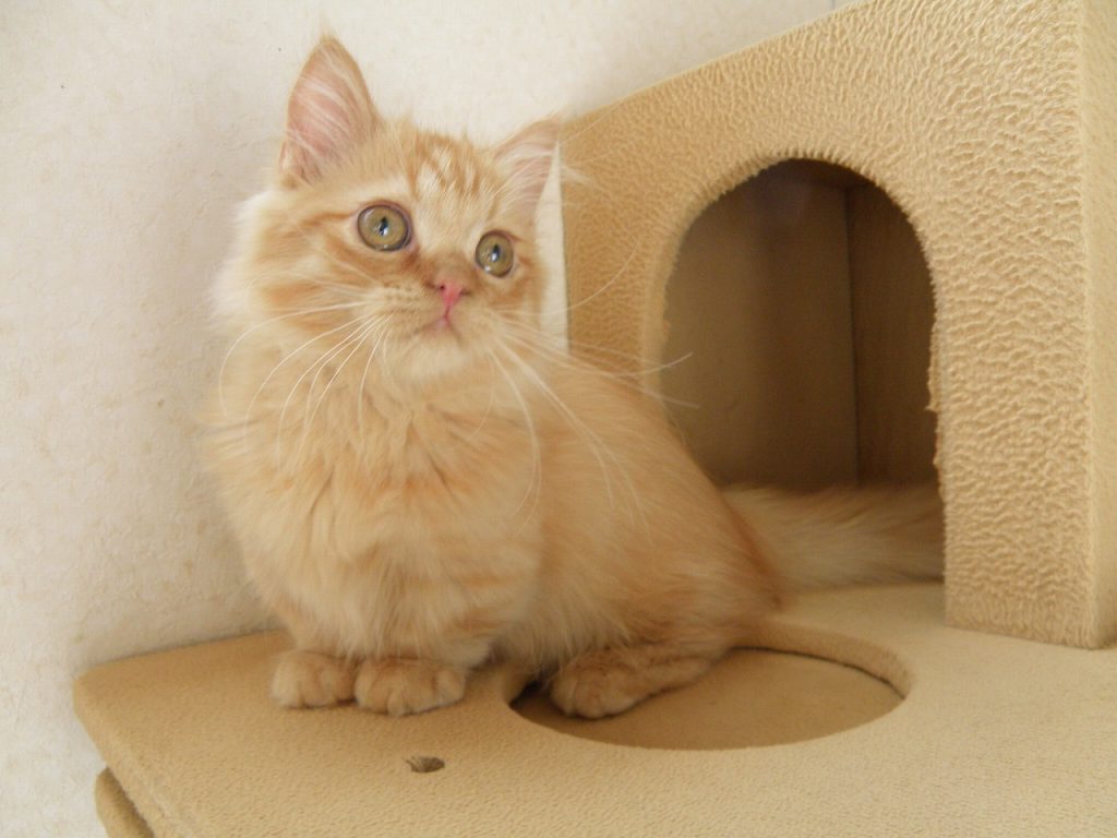 １０月２７日、飼い主様募集のマンチカンの子猫の男の子がやって来ました！(^^)/