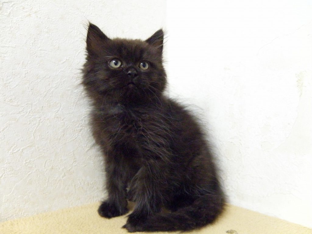 １１月２９日、新しく飼い主様募集の子猫ちゃんがやって来ました！(^^)/