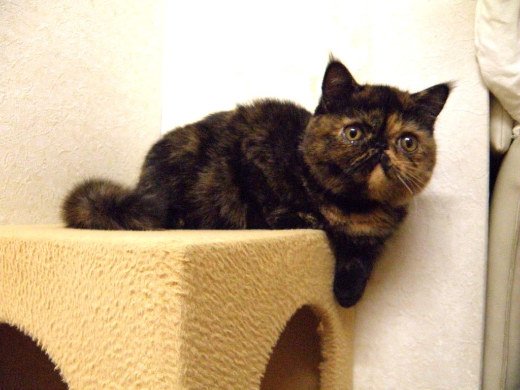 １２月１３日、飼い主様募集のエキゾチックショートヘアーの子猫ちゃん達２匹やって来ました！(^^)/