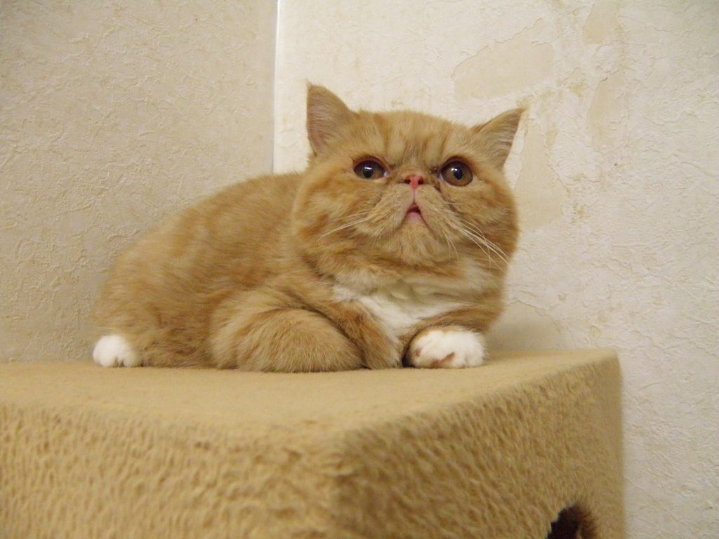 エキゾチックの子猫ちゃん仮名：おみそちゃん