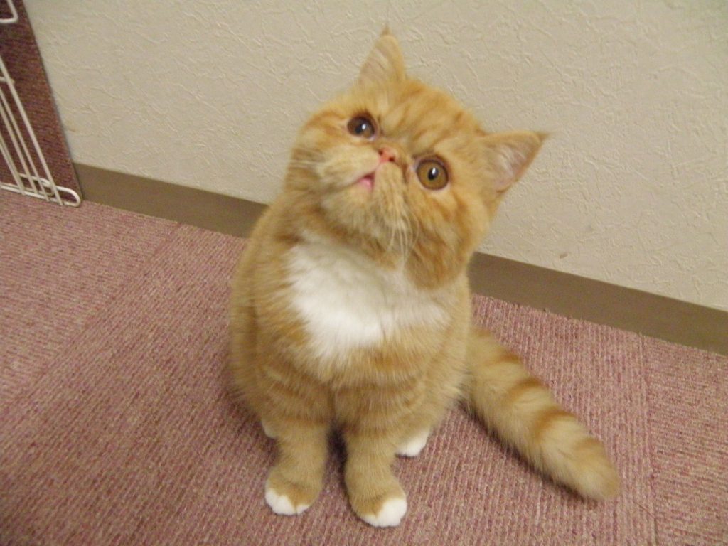 ２０２６年１月５日、飼い主様募集中のエキゾチックショートヘアーのおみそちゃんお値段変更しました！(^^)/