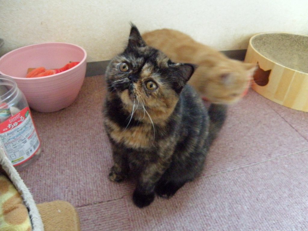 ２０２６年１月５日、飼い主様募集中のエキゾチックショートヘアーのおこげちゃんお値段変更しました！(^^)/