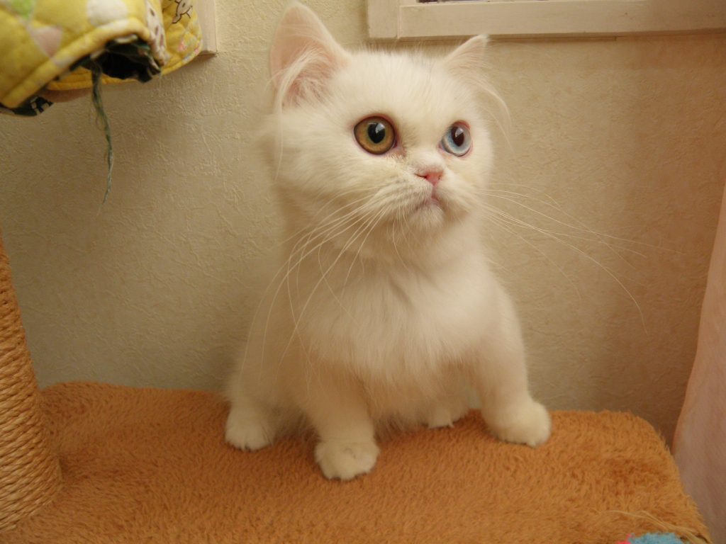 ３月１４日、飼い主様募集の足長マンチカンの子猫ちゃん（オッドアイ）やって来ました！(^^)/