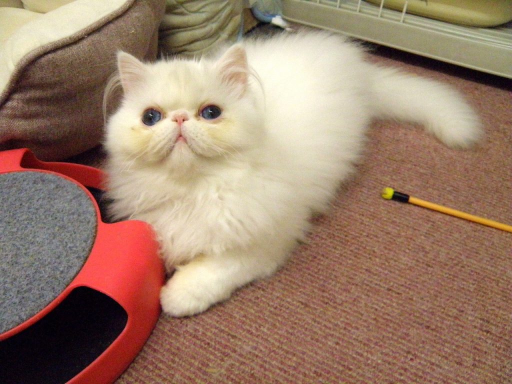 ３月２６日、飼い主様募集中エキゾチックロングヘアーブルーアイの子猫ちゃん白玉くん、お値段変更しました！(^^)/