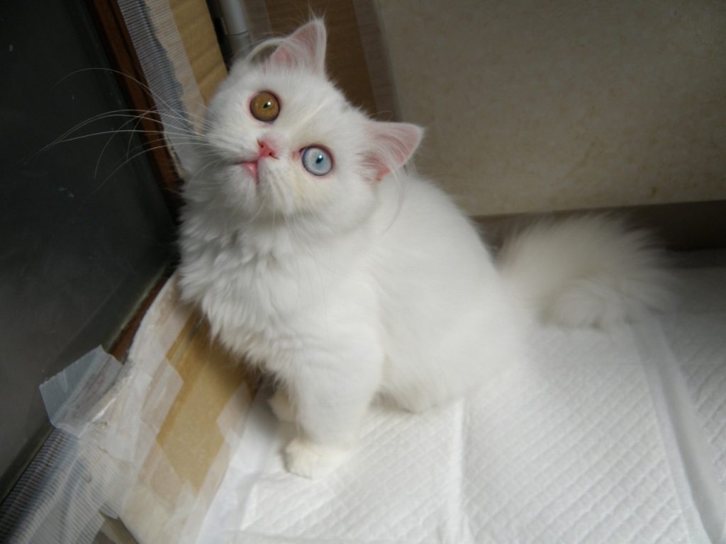 ３月２６日、飼い主様募集中マンチカン（足長）オッドアイの子猫ちゃんしらすくん、お値段変更しました！(^^)/