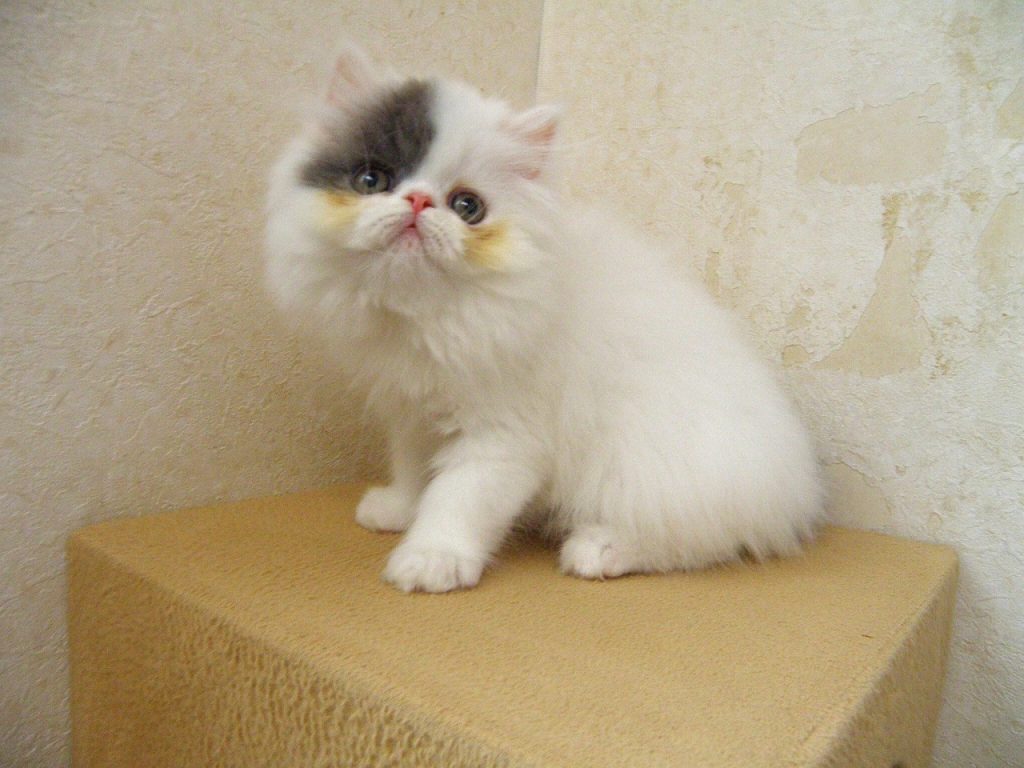 ５月２５日、飼い主様募集のエキゾチックロングヘアー（仮名：ムーンくん）の詳細です！(^^)/