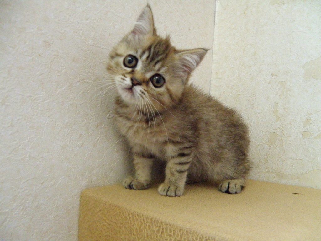 ５月２５日、飼い主様募集の足長マンチカン子猫ちゃん（仮名ちひろちゃん）の詳細です！(^^)/