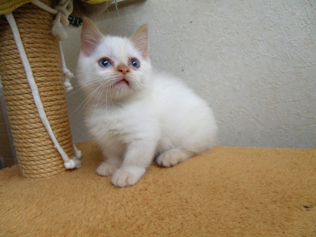 ５月２５日、飼い主様募集の短足マンチカン（仮名：ハクくん）の詳細です！(^^)/
