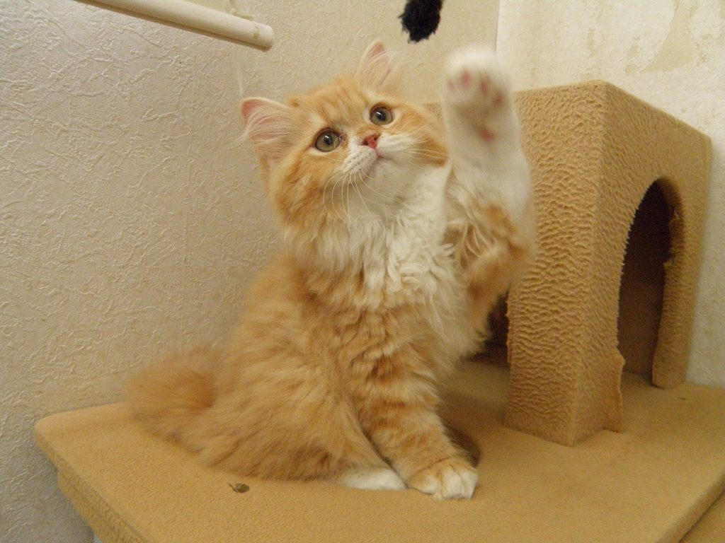 ８月１４日、飼い主様募集のスコティッシュフォールド（立ち耳）の子猫ちゃんやって来ました！(^^)/