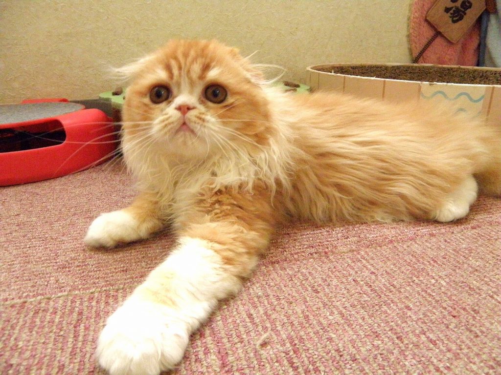 ８月１４日、飼い主様募集のスコティッシュフォールド（折れ耳）の子猫ちゃんやって来ました！(^^)/